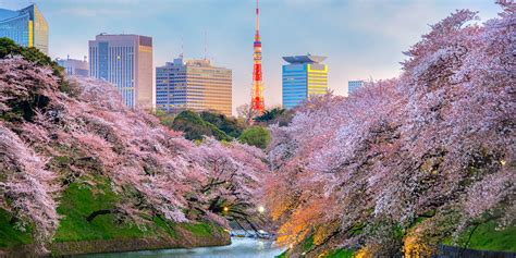 japans cherry blossoms    stay travelogues