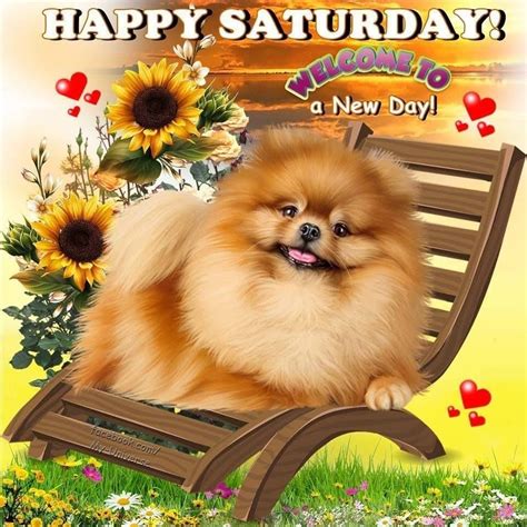 day happy saturday pictures   images