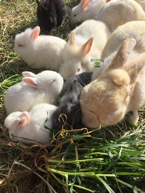 rabbits and bunnies for sale near me rabbits high desert