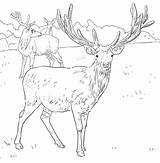 Deer Coloring Red Pages European Printable Mule Western Supercoloring Drawings sketch template