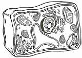 Cell Eukaryotic Membrane Diagrams Coloringhome Prokaryotic Biologycorner Blood Prokaryote Sketch Pronostic sketch template