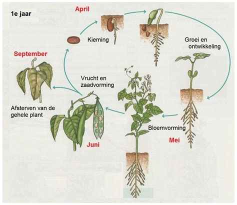 groei en ontwikkeling bij planten