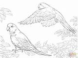 Coloring Parrot Amazon Quaker Designlooter Supercoloring Parrots Two sketch template