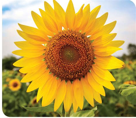 sunflower award aspirus health care