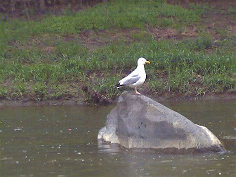 Cleveland Oh The Famous Seagull This Is The Captain He Gives The