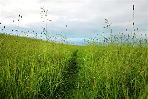 path cut  field  tall grass photograph  lori andrews fine
