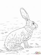 Jackrabbit Tailed Lepri Lepre Mammiferi Supercoloring Hase Tiere Animali Hare Designlooter sketch template