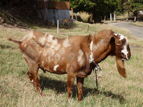 ram goat   tropics stock image image  tied