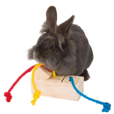 les accessoires  jouets dont votre lapin  absolument besoin