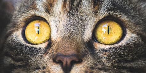 caring   cats eyes international cat care