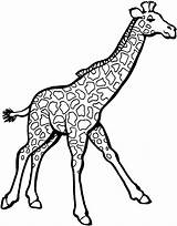 Coloring Pages Animals Grassland Giraffe Popular sketch template