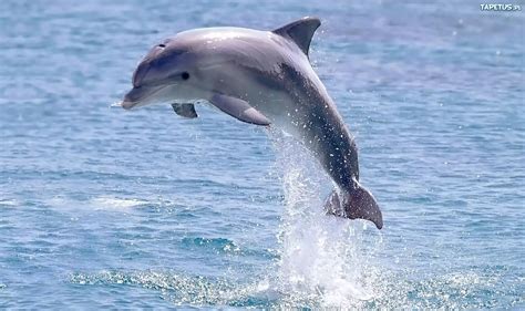 delfin imagui