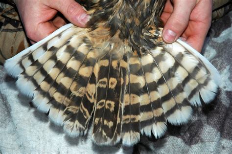 nature  tom   short eared owl raptor nysdec study blog