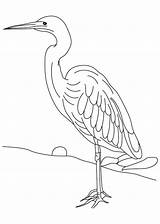 Coloring Heron Getcolorings sketch template