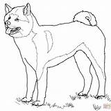 Akita Coloring Inu Cachorro Kleurplaten Kleurplaat Supercoloring Cachorros Amerikaanse Honden Hond sketch template