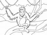 Apes Orangutan sketch template