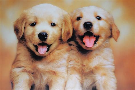 cutest puppies   photo  flickriver