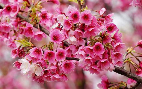 wonderful spring blossoms wallpaper flower wallpapers