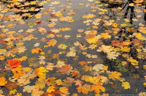 feuilles mortes en automne  photo paysagecom le blog