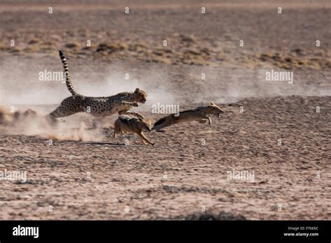 cheetah chasing   jackals   kalahari transfrontier park