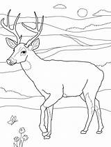 Coloring Pages Deer Tailed Printable Buck Kids Print Whitetail Drawing Color Doe Face Head Deers Bestcoloringpagesforkids Sheets Adult Hunting Clipart sketch template