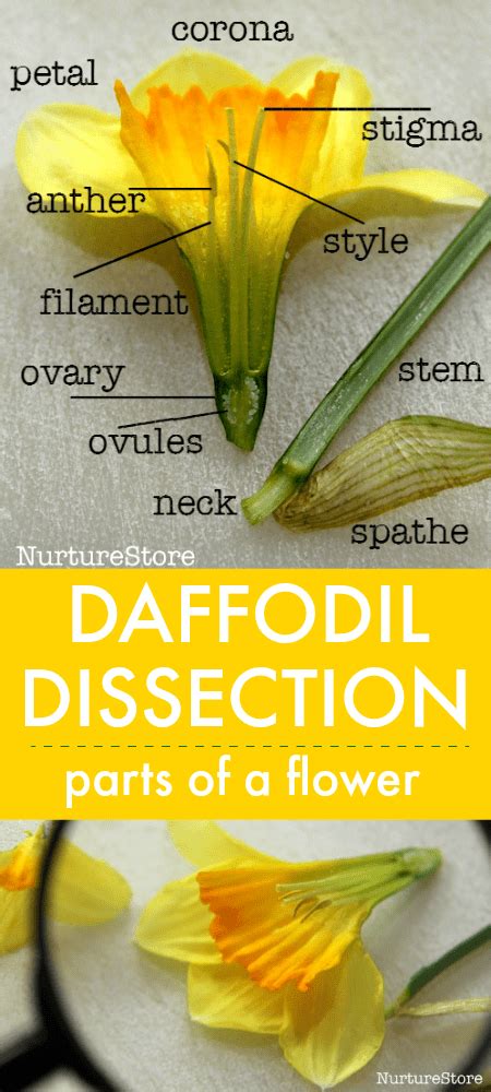 daffodil dissection parts   flower lesson nurturestore
