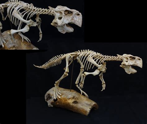 large psittacosaurus skeleton replica dinosaurs rock superstore