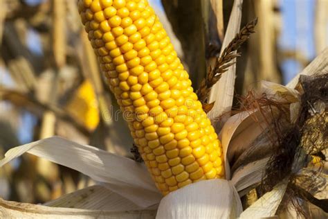 corn crop stock photo image  food plant agriculture
