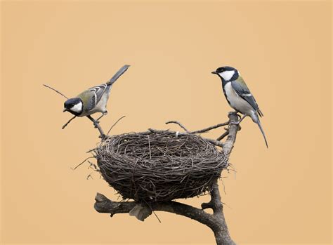 isidro montalvo se vuelve  enamorado de la naturaleza  poetiza sobre los nidos de los pajaros