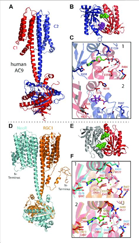 cryo em structure  pseudo heterodimeric human membrane adenylyl  scientific