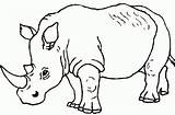 Rinoceronte Rhino Rinocerontes Rhinos Newdesign Fatos Curiosos Marion Jamieson sketch template