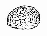 Cerebro Cervello Colorare Boyama Beyin Sulcus Cerebral Cervell Cortex Lobes Hemisphere Teeth Agy Cérebro Encefalo Acolore Anatomia Utente Registrato Coloringcrew sketch template