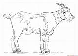 Goat Drawing Draw Coloring Realistic Step Pages Sketch Pencil Kids Boer Supercoloring Drawings Cute Cartoon Outline Easy Billy Printable Colouring sketch template