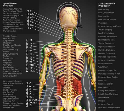 nerves  human body