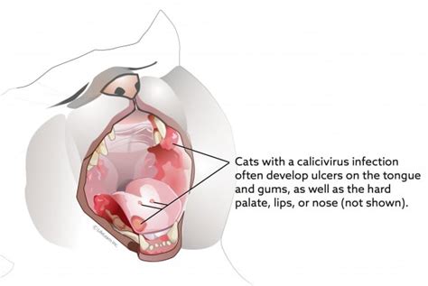 Kedi Calicivirüs Enfeksiyonu – Naturelvet