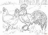 Coloring Hen Rooster Chicken Pages Printable Drawing Clipart Fight Supercoloring Chicks Chickens Roosters Hens Farm Adults Poule Et Coq Coloriage sketch template