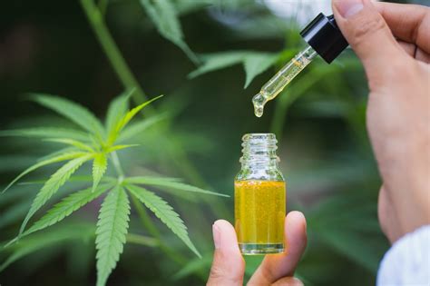 cbd distillate odorless and purified extract with entourage benefits