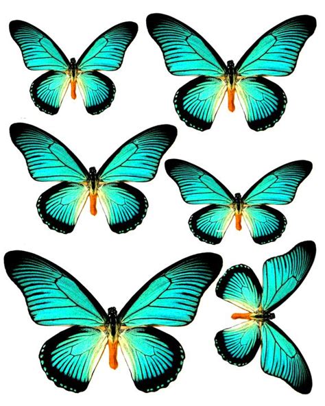 images  kids butterfly printables crafts coloring pages clip art  pinterest