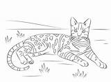 Coloring Cat Bengal Pages Tabby Spotted Printable Brown Cats Drawing Adult Realistic Adults Easy Striped Print Ausmalen Supercoloring Bengalen Animal sketch template