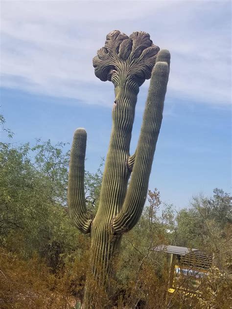 mutated crested saguaro cactus mildlyinteresting