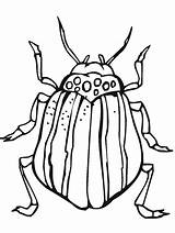 Insect Primarygames sketch template