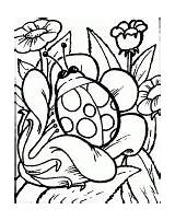 Ladybird Coloring sketch template