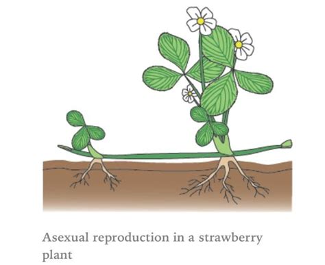 Asexual Reproduction In Plants Using Runners School Pinterest