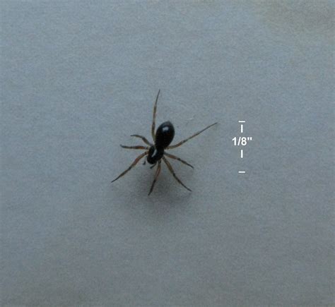 tiny black spider annotated  small   difficult   flickr