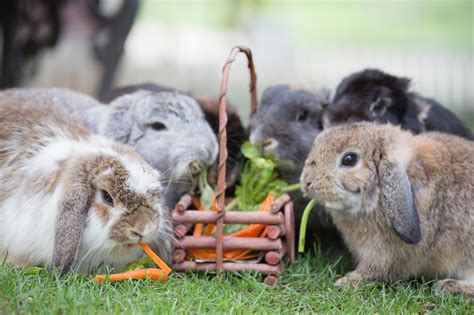 rabbits eat celery giving vegetables   pet oct