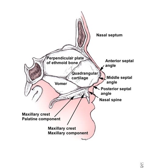 oral maxillo facial surgery nasal  septal fractures
