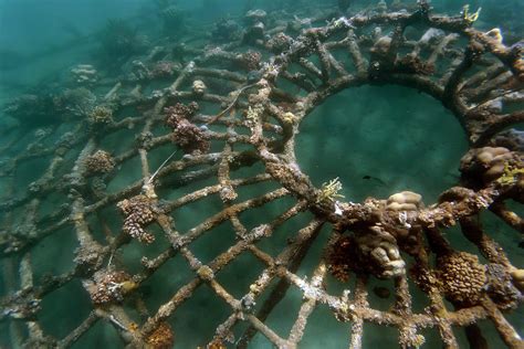 metal cage underwater photograph  konstantin trubavin fine art america