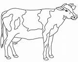 Coloring Cow Para Colorear Warhol Andy Pages Animal Choose Board sketch template