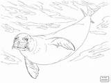 Harp Seals Getdrawings Template sketch template