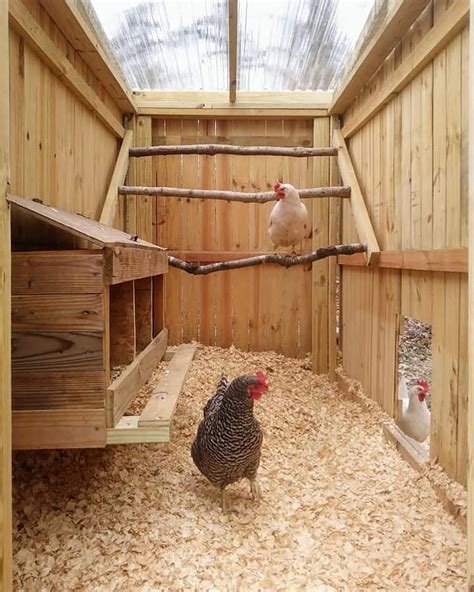 flora luna farm  chicken coop backyard chickens learn   raise chickens